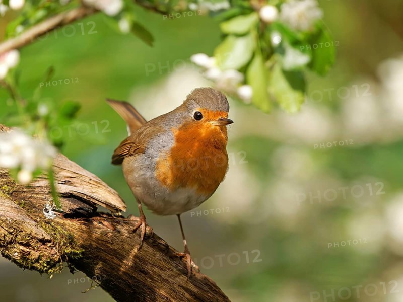 A robin (Erithacus rubecula) perched on a root, Solms, Hesse, Germany