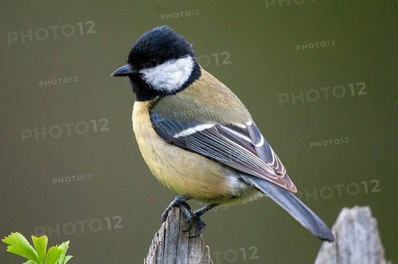 Great tit, great tit, parus major, birds, garden, garden fence, tits, passeri, songbirds, songbirds, tits, birds