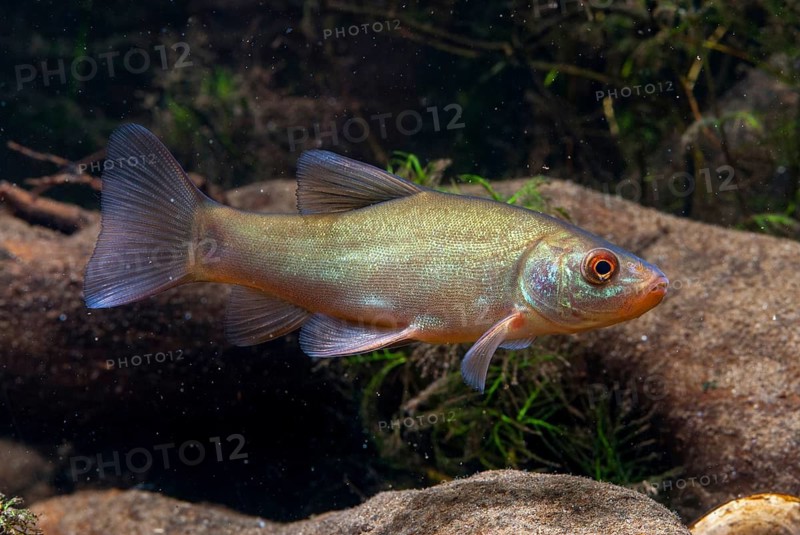 Schleie, Tench, Tinca Tinca, Doctor Fish, Fishes, Pisces