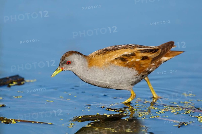 Little Crake (Porzana parva) male foraging, Lesvos, Greece