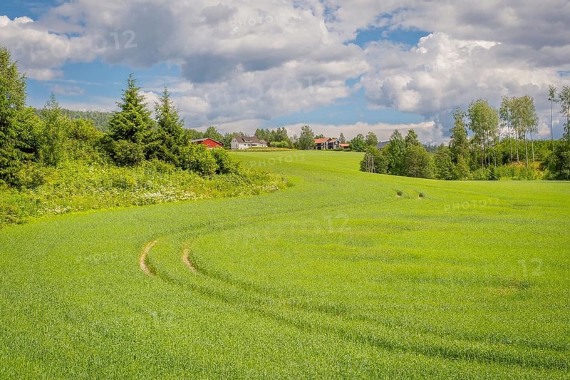 View across a field with tractor tracks to a small group of houses in the background, Nedre Eggedal, Buskerud