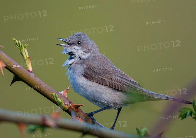 Rattleswarbler, Lesser Whitethroat, Sylvia Curruca, Birds, Song, Male, Passeri, Singing, Songbirds, Birds, Warbler