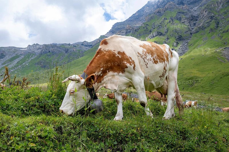 Cow (Bos taurus) eating grass on an alpine meadow, Bernese Alps, Bernese Oberland, Switzerland