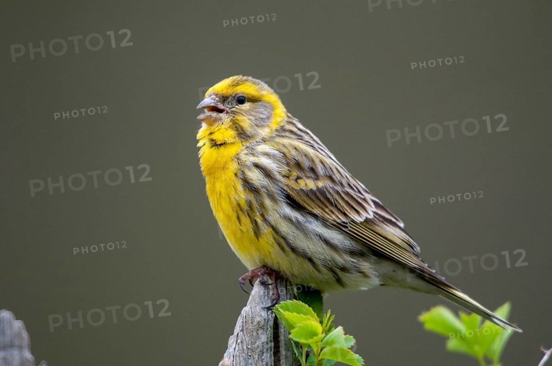 European Serin, serine, serinus serinus, birds, garden, garden fence, song, male, passeri, singing, songbirds, songbirds, birds