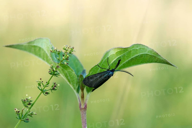Blackthorn aurora moth, dark green ram, heather green ram, rhagades pruni, butterfly, insects, moths, moths, moths, butterfly