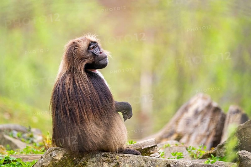 Gelada (Theropithecus gelada) sitting on an old tree trunk, captive, distribution africa