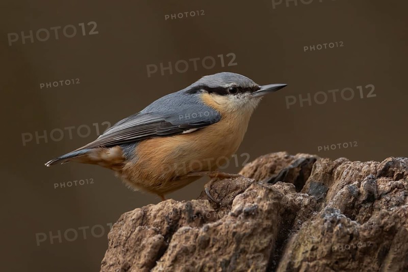 Eurasian nuthatch (Sitta europaea) adult bird on a tree stump in a woodland, Suffolk, England, United Kingdom