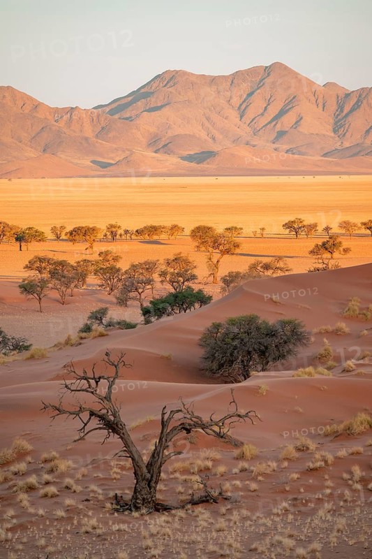 Evening, dry landscape in the NamibRand Nature Reserve, Naukluft Mountains behind, Namib Desert, Namibia
