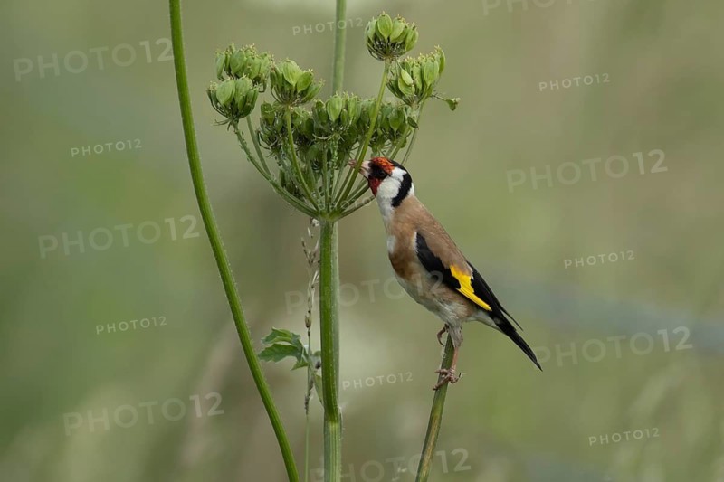 European goldfinch (Carduelis carduelis) adult bird feeding on a Hogweed seedhead, England, United Kingdom