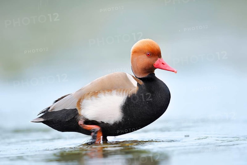 Red-crested Pochard (Netta rufina), drake, Lake Constance, Baden-Württemberg, Germany