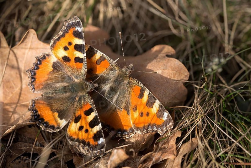 Aglais urticae, little fox, nymphalis urticae, small tortoiseshell, butterfly, insects, butterfly, butterflies