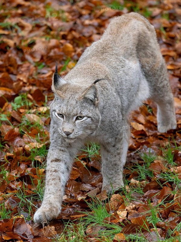 A lynx in autumn leaves, Wildpark Bilsteinhöhle, Sauerland, North Rhine-Westphalia, Germany