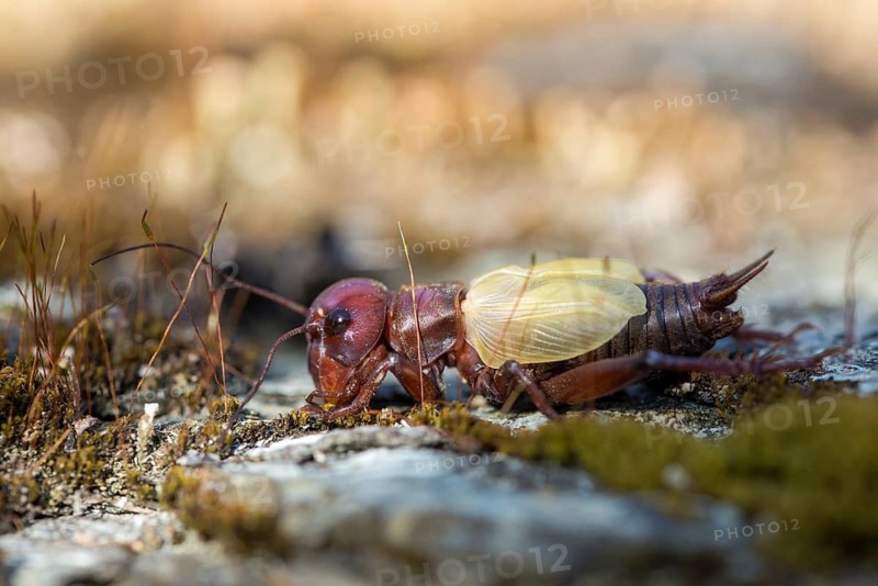 Field cricket, Gryllus campestris, ensifera, field cricket, crickets, hatching, skin, molting, insects, long-feeler scare, molt, hatching, slough