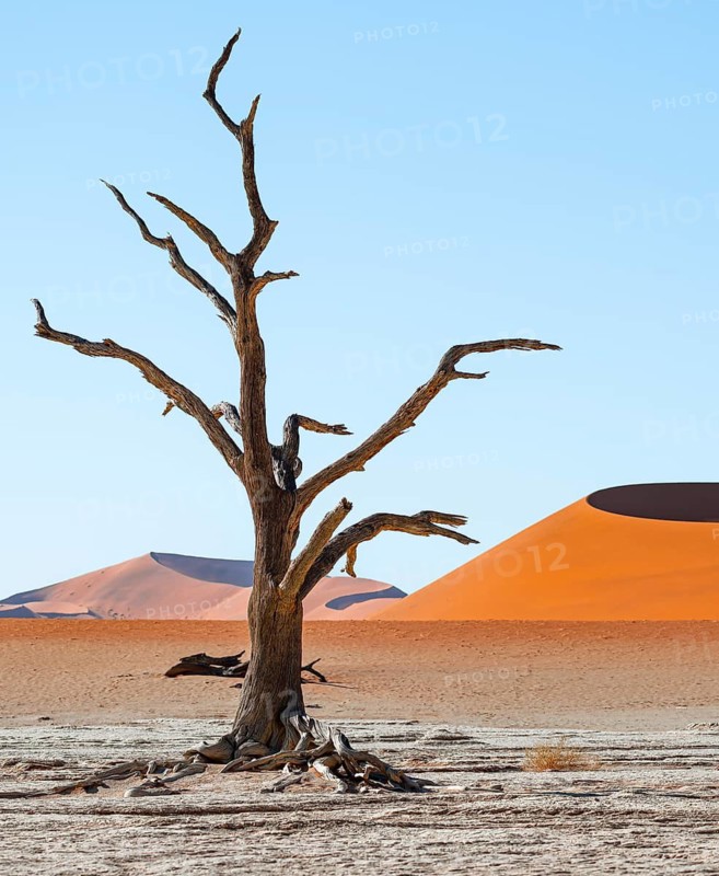 Dead camel thorn trees (Vachellia erioloba), red sand dunes, white salt pan, Dead Vlei, Sossusvlei, Namib Desert, Namib-Naukluft Park, Namibia