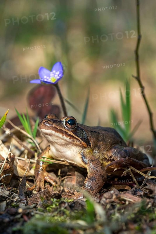Agile frog, rana dalmatina, jumping frog, amphibians, amphibians, frog, frogs, high size, portrait format, amphibians