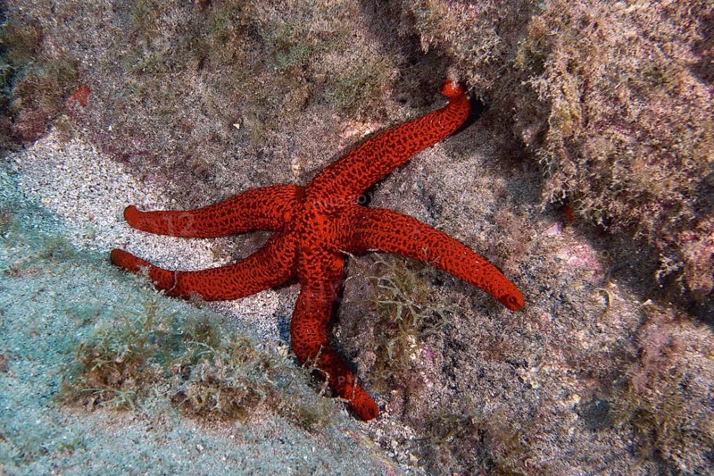 Red starfish (Echinaster sepositus) on the seabed, Bufadero dive site, Palm Mar, Tenerife, Canary Islands, Spain