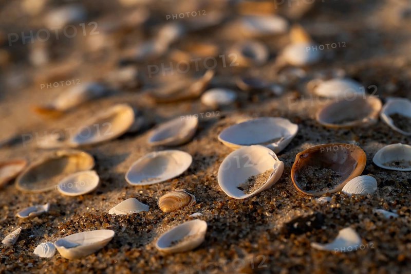 Shells lying in sand, evening light, Sortebærdalen Strand, Houvig, North Sea, Denmark