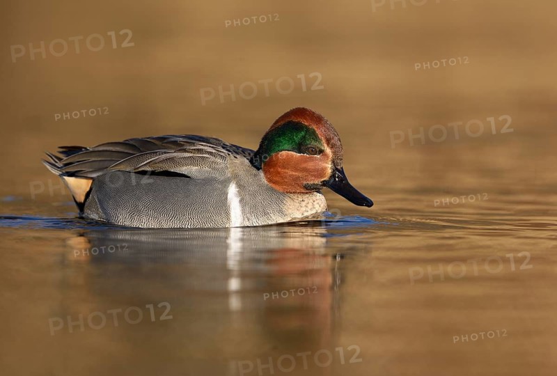 Green-winged Teal (Anas carolinensis) male, British Columbia, Canada