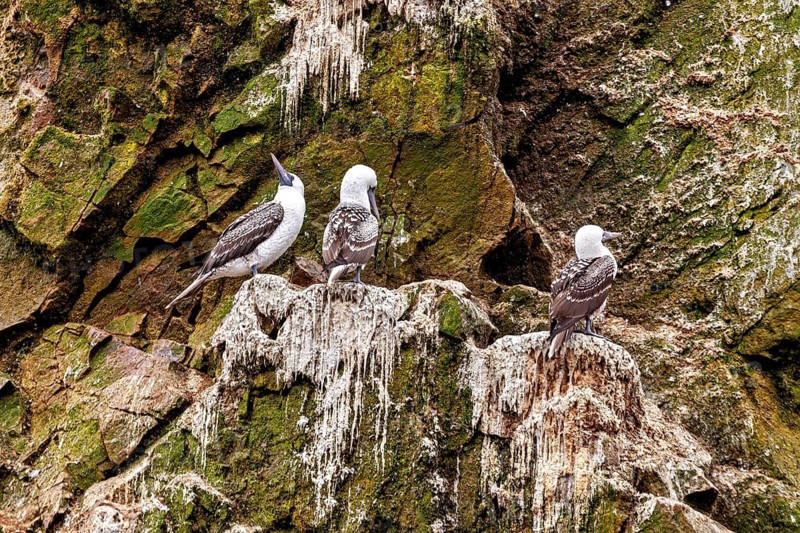 Three birds are perched on rocky, moss-covered ground. A peaceful, natural setting: Ballestas Islands boobies near Paracas in Peru (Sula variegata)
