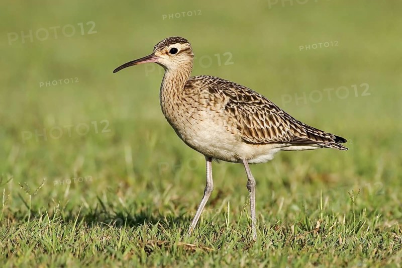 Little Curlew (Numenius minutus), Western Australia, Australia