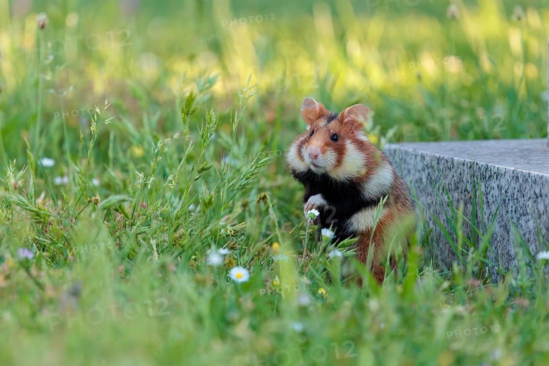 A European hamster (Cricetus cricetus) collects herbs, grass and blossoms in a green meadow. Vienna, Austria