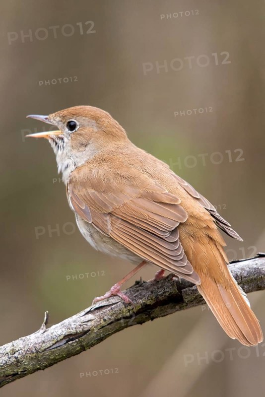 Luscinia megarhynchos, nightingale, birds, song, high size, portrait format, passeri, singing, songbirds, singing, songbirds, birds