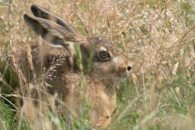European hare, hares, hares, lagomorpha, lepus europaeus, bunny, mammals, mammals