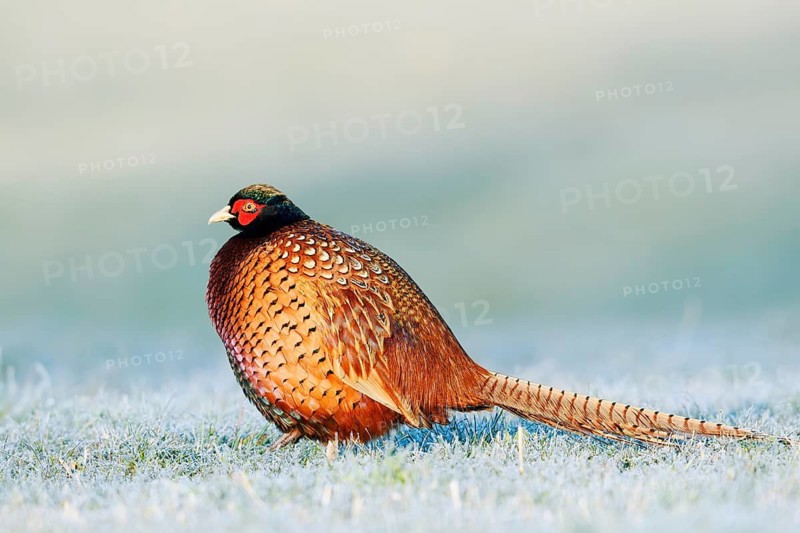 Hunting pheasant (Phasianus colchicus), cock in a meadow with hoar frost, North Rhine-Westphalia, Germany