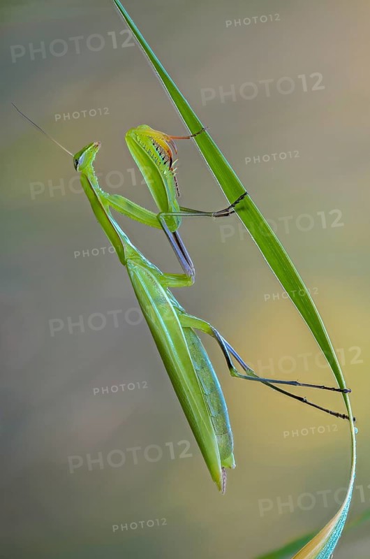 Brandenburg, Germany, European mantis, European praying mantis, mantis religiosa, mantis, Nabu, Nabu, Nabu project, national natural heritage, natural paradise Grünhaus, post-mining landscape, mantis, green house, high size, portrait format, insects, praying mantis