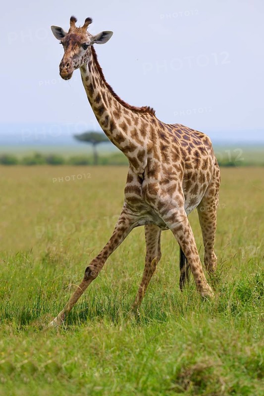 A giraffe strides across the vast savannah, surrounded by tall grass and natural light, Masai giraffe (Giraffa camelopardalis), Masai Mara National Reserve, Narok County, Kenya