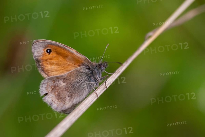 Coenonympha Pamphilus, common meadowbird, small heath, meadbird, butterfly, insects, butterfly, butterflies, butterflies