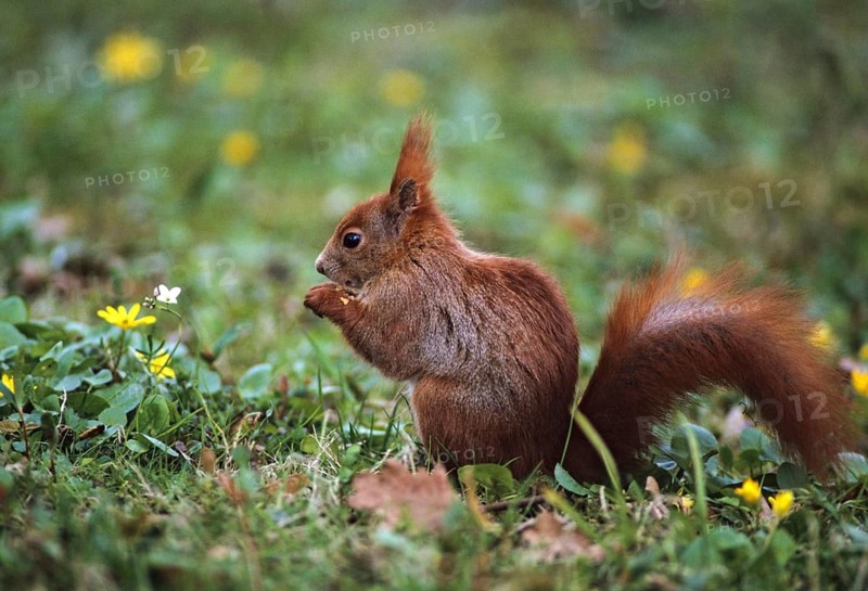 Squirrels, rodents, rodentia, sciurus vulgaris, squirrel, spring, mammals, rodents, jump, mammals