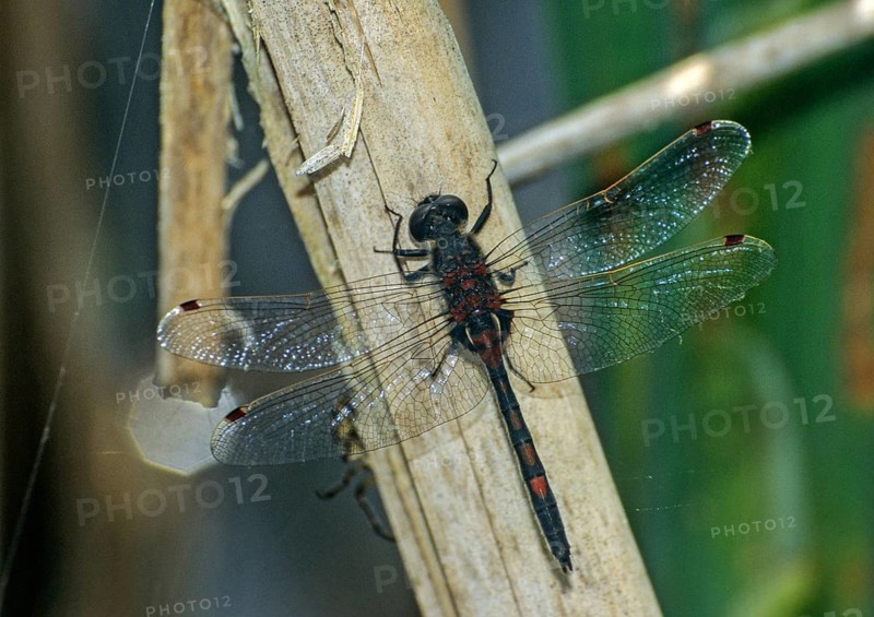 Little moss maiden, leucorrhinia dubia, white-faced darter, anisoptera, damselflies, dragonflies, female, insects, leo, dragonflies, odonata, female