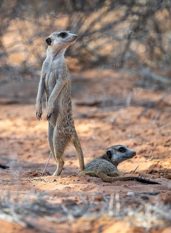 Standing meerkat (Suricatta suricata), on guard, Kgalagadi Transfrontier Park, Northern Cape, South Africa