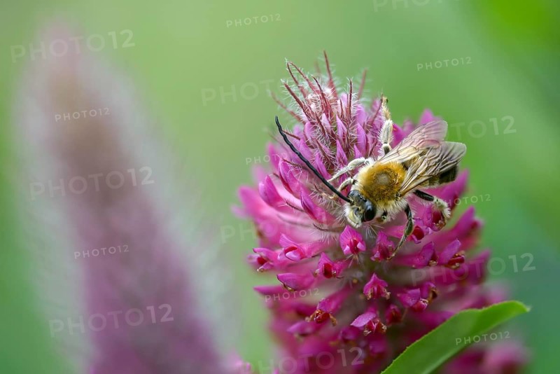 Apidae, bees, Eucera longicornis, early longhorn bee, hymenoptera, longhorn bee, long-horned bee, May longhorn bee, insects