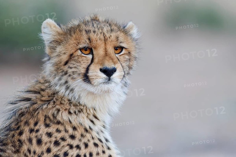 Cheetah (Acinonyx jubatus), young, sitting and looking around, alert, evening light, animal portrait, Kgalagadi Transfrontier Park, Northern Cape, South Africa