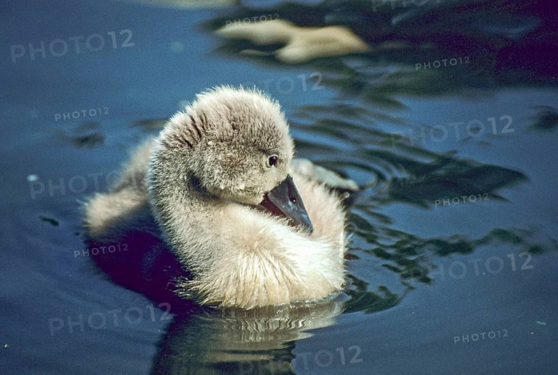 Cygnus olor, dune cub, chick, mute swan, anatidae, birds, duckbirds, cusp swan, swan, swans, birds, waterbirds, waterbirds