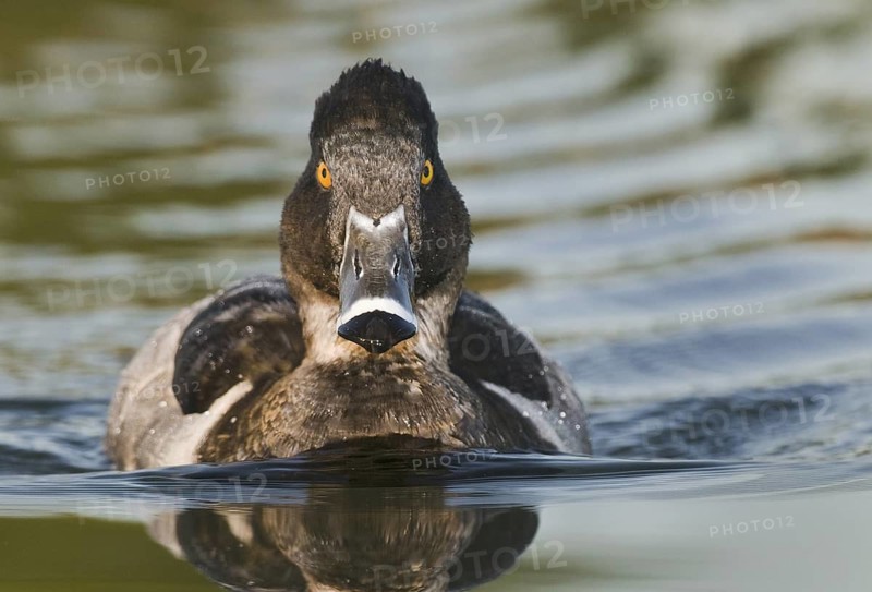 Ring-necked Duck (Aythya collaris) male, Arizona, USA