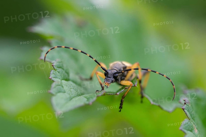 Black and yellow longhorn beetle, cerambycidae, spotted larbock, harlequin longhorn, leptura maculata, rutpela maculata, strangalia maculata, beetle, longhorn beetle, coleoptera, insects, beetles