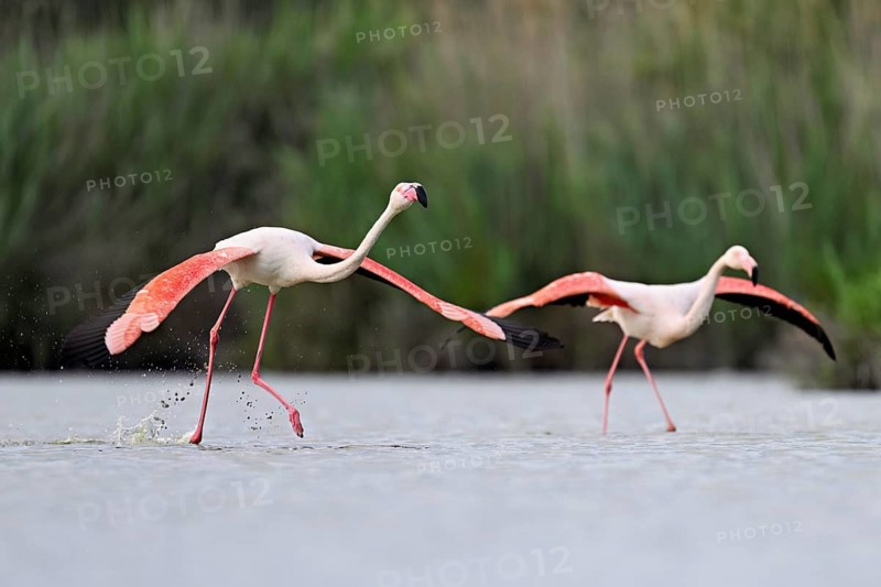 Two greater flamingos (Phoenicopterus roseus), taking departure, Camargue Regional Nature Park, southern France