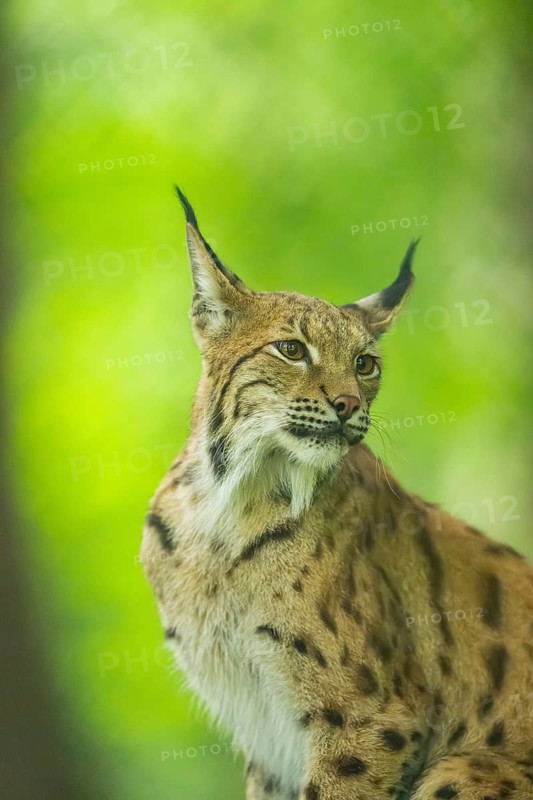 Eurasian lynx (Lynx lynx) in a forest, portrait, Bavaria, Germany