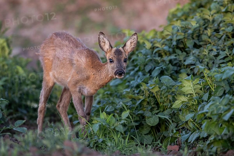 Roe deer (Capreolus capreolus), Emsland, Lower Saxony, Germany