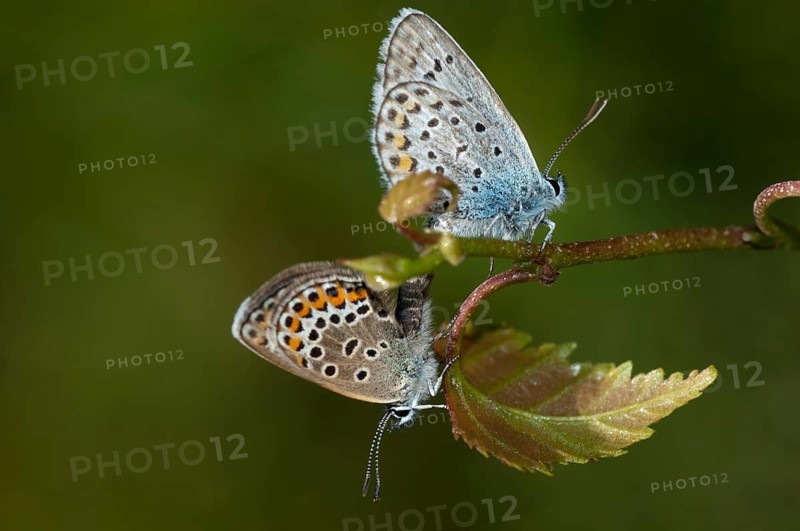 Argus blue, plebeius argus, silver-studded blue, butterfly, insects, butterfly, butterflies