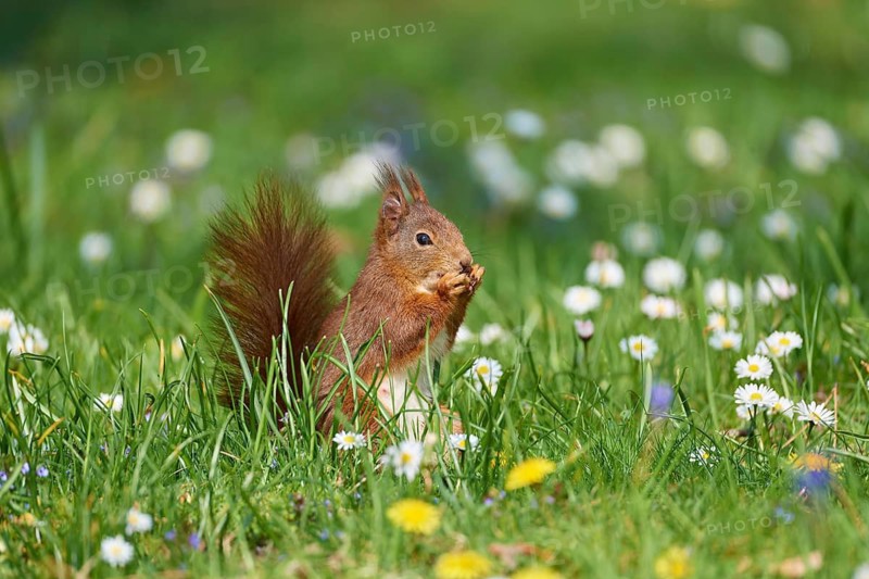 A squirrel squats between daisies in a spring meadow and nibbles with relish, Eurasian red squirrel (Sciurus vulgaris), spring, Baden- Würrtemberg, Germany