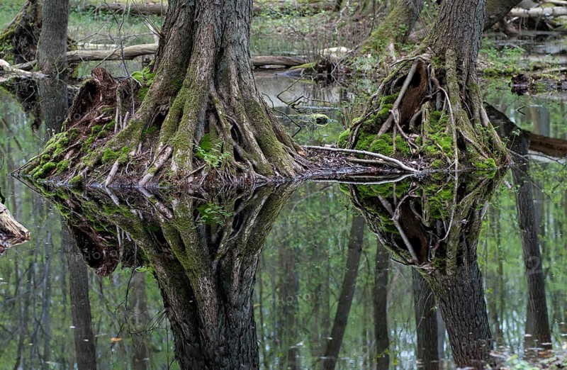 Alnus glutinosa, betulaceae, birch family, European alder, European black alder, adventitive root, alder, tree, black alder, broken forest, trees, common alder, alder, alder, mirror, plants, mirror, plants, reflection, stilt root, tree, forest, wood