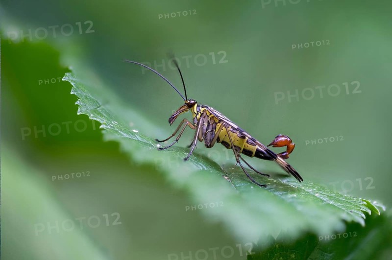 Mecoptera, Panorpa spec., beaked flies, scorpionfly spec., insects, scorpionfly