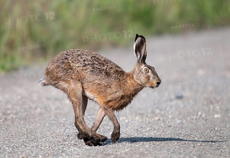 2009, Brandenburg, European hare, brown hare, Germany, Grünhäuser lake, hare-like, lagomorpha, lepus europaeus, nabu, national natural heritage, natural paradise Grünhaus, post-mining landscape, bunny, green house, hare, mammals, mammals, mammals