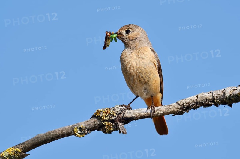 Redstart (Phoenicurus phoenicurus), a female perched on a branch with caterpillars in her beak, North Rhine-Westphalia, Germany