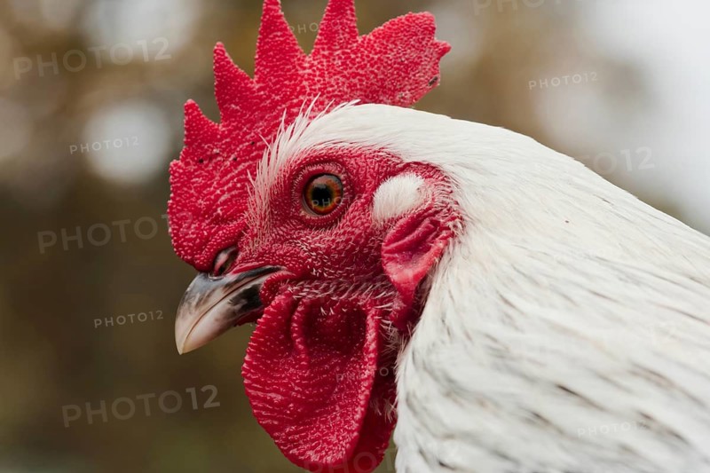 A rooster of the breed dwarf sussex gray-silver, portrait, animals, birds, chicken birds