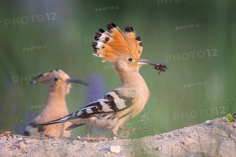 Hoopoe (Upupa epops) – Bird of the Year 2022, Male displaying, calling, nuptial gift, prey, foraging, interaction, pair, landing on a branch, ruffled crest, sunrise, interaction, feeding, climate change, Middle Elbe Biosphere Reserve, Saxony-Anhalt, Germany